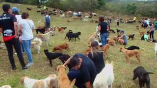 Compilação de vídeos do Territorio de Zaguates Costa Rica [upl. by Hasty909]