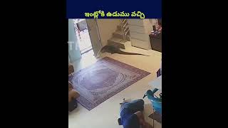 ఇంట్లోకి ఉడుము వచ్చి shorts ytshorts telugu humanity lizard trending shortvideo viralvideo [upl. by Naashom]