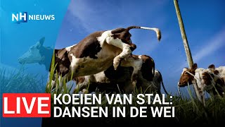 Koeien van stal gaan dansend de wei in 🐄 [upl. by Haydon]