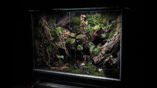 Dart Frog Habitat Making a Vivarium  다트프록 서식지 비바리움 만들기 600450600 커스텀 수조 [upl. by Wyn913]