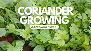 Growing coriander in my home మా ఇంట్లో కొత్తిమీర పెంచుకున్న gardeningcoriandermicrogreens [upl. by Iba]