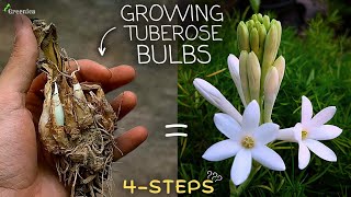 How to Grow Tuberose Flower Bulbs at Home WITH UPDATES [upl. by Sheelagh]