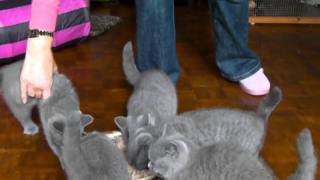 12 week old kittens enjoying their dinner [upl. by Niamrej]