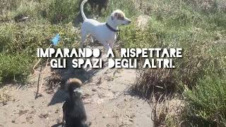 Asilo per cani al mare la gioia dell’interazione sociale [upl. by Turoff]