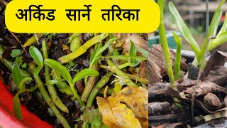 डेन्ड्रोबियम अर्किड सार्ने तरिका  FULL VIDEO on Dendrobium Propagation to Plantation [upl. by Wolk170]