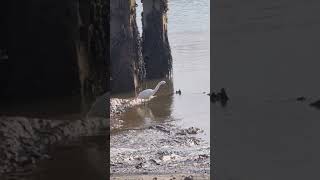 Little Egret egrets Suffolk harbour ukbirds shortsvideo [upl. by Syd]