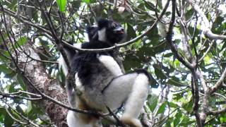 ペリネ（アンダシベ） インドリの啼き声 INDRI CALLING PERINET RESERVE [upl. by Sofko]