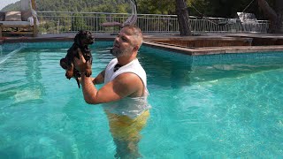 Swimming With a Doberman Puppy [upl. by Saum]