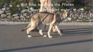 Saarlooswolfhond mit Biko Expander wegen Degenerativer Myelopathie [upl. by Lavicrep554]