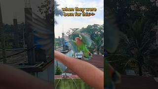 Mini vlogs with birds 🦜 birds minivlog petsvlog familyvlog birdslover petslover [upl. by Nats]