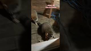 Raccoons at the Door for Breakfast Peanut Butter Club Diary [upl. by Leahcimal]