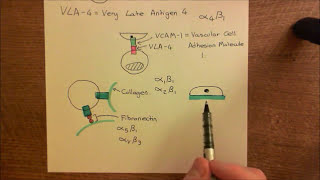 Integrins Part 3 [upl. by Akimahc226]