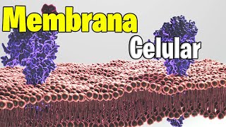 MEMBRANA Plasmatica Estructura y funciones  Endocitosis y Exocitosis [upl. by Zeralda]