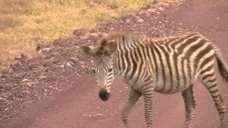 Herd of Zebra in HD [upl. by Annehs35]