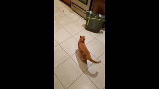 Eos the cat  soccer skills [upl. by Rudyard160]