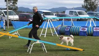 Hawkesbury Dog Club Agility Trial  22nd amp 23rd June 2024 [upl. by Katusha270]