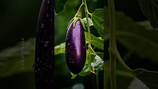 How to Grow Eggplants 🍆 at Home Unique Technique of Farming plants shorts farming [upl. by Shewmaker]