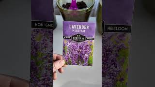 How to Cold Stratify Lavender Seeds [upl. by Flavia]