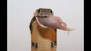 Converting King Cobra Ophiophagus hannah onto rodents [upl. by Conlin903]