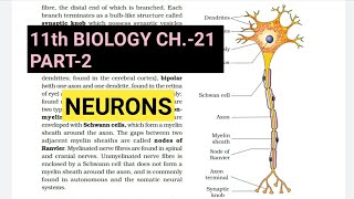 Class 11 BiologyCh21 Part2NeuronStudy with Farru [upl. by Zipporah]