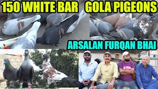 150 White Bar Gola Pigeons Loft Arsalan Furqan Bhai Kabooter Ghaghray Kabray Sherazi Desi Lalband [upl. by Akinom]