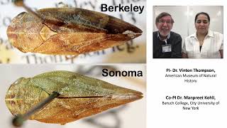 Taxonomic status population structure and identification methods for the vineyard spittlebug [upl. by Eibob]