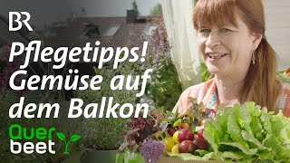 Gemüse auf dem Balkon 5 Pflegetipps Tipps von Sabrina [upl. by Cirderf632]