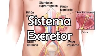 El Sistema Excretor [upl. by Chenay]