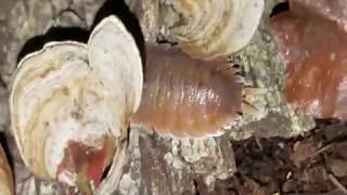 3 Mind Blowingly Large Spanish Isopod Species Huge Isopods from Spain [upl. by Morvin]