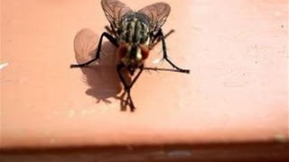 How To Get Rid Of A House Fly Infestation [upl. by Eirot]