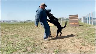 Argos rottweiler bitesuit training [upl. by Cilurzo]