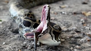 Python vs Python 01  Snake Cannibalism [upl. by Clerc438]