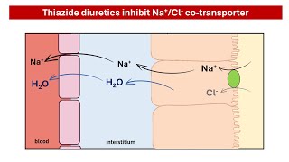 How Thiazide Diuretics Lower Blood Pressure A Simple Explanation [upl. by Airretnahs]