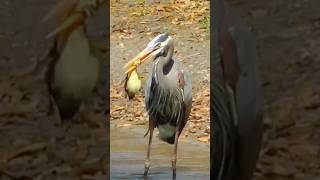 Heron Swallows Baby duck eating shorts babyanimal wildlifenature [upl. by Maurili709]