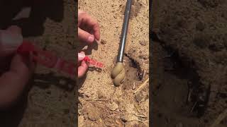 The process of emptying the sediment in the drip irrigation pipe [upl. by Cleveland]