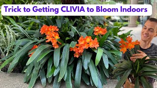 CLIVIA Houseplant  How to Grow amp Flower Root Prune C miniata  Do this in Fall [upl. by Esten]