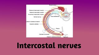 Intercostal nerves  Nerve pathway  Branches  Intercostal nerve block  Clinical correlation [upl. by Drona673]