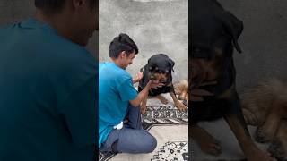 Rottweiler Daisy ko Mood Swing problem ho rahe ha 😱🚨Suddenly gussa aagya ❌rottweiler shorts [upl. by Saidel]