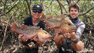 mangrove jack fishing  hidden in tight snags [upl. by Zadack155]