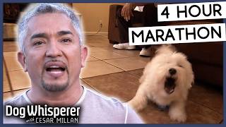 4 Hours Of Dog Whisperer With Cesar Millan [upl. by Alexander]