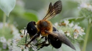 Giant resin bee eating nectar amp pollen from flowers [upl. by Nellek]