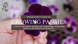 How to Grow Pansy and Viola Flowers from Seeds UPDATED  Planting Pansies from Seed [upl. by Ardnoed]