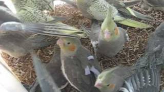 Baby Cockatiels at 4 weeks [upl. by Ellekcim]