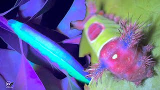 HUNTING POISONOUS GLOWINTHEDARK CATERPILLARS WITH UV BEAST FLASHLIGHT [upl. by Ardnoel]