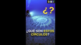 Círculos extraños bajo el mar ¿para qué sirven naturaleza [upl. by Yates]