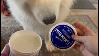 Mushers Secret Helps Protect Paws Noses From Cold and Heat [upl. by Antonio]