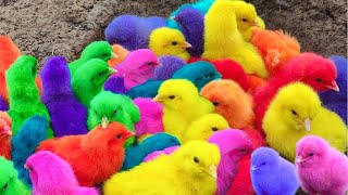 Tangkap Ayam Lucu Ayam Warna Warni Ayam Rainbow Bebek Angsa Ikan Hias Hamster Kelinci Kura [upl. by Anaela]