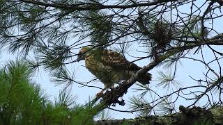 Fledgling Broadwinged Hawk behavior defecatesbranchingtakes flight 72224 [upl. by Rennerb533]