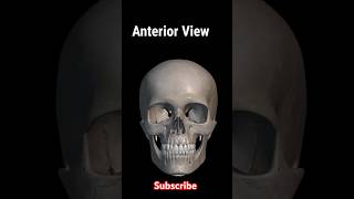 skull anatomy  skull anterior posterior and lateral view foryou shorts [upl. by Gwendolyn]