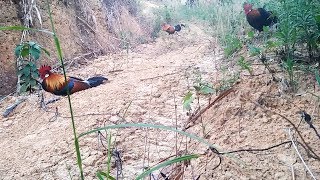 Sebentar Pasang Pikat Ayam Hutan Merah Tiba2 Saja Ayam Buruannya Datang Juga  Tajinya Sngat Panjang [upl. by Winslow940]